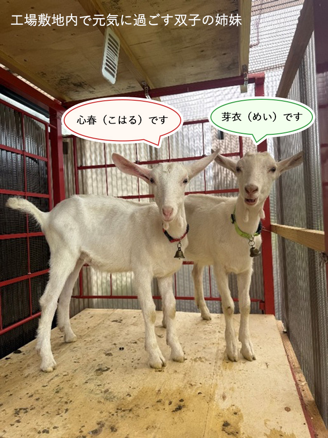 工場敷地内で元気に過ごす双子の姉妹