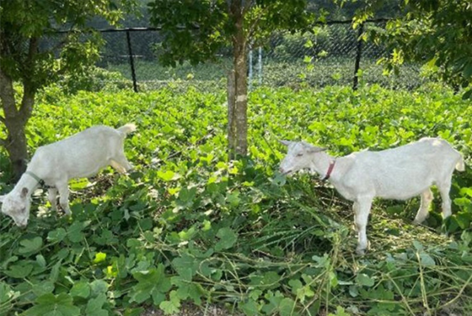 ヤギ除草活動