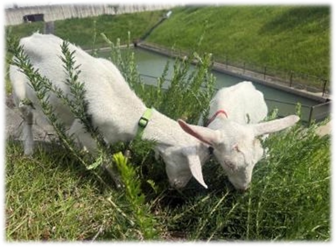 自然の力による除草と環境負荷の軽減