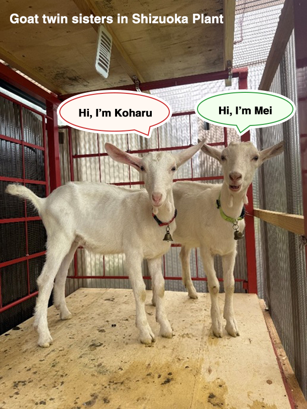 Goat twin sisters in Shizuoka Plant