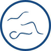 Parasitic worm